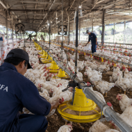 Lonjakan Laba JAPFA Ketika Program MBG Menggerakkan Rantai Pasok Perunggasan
