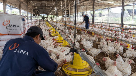 Lonjakan Laba JAPFA Ketika Program MBG Menggerakkan Rantai Pasok Perunggasan